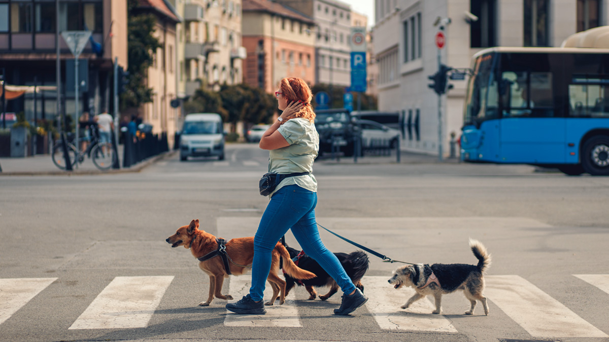 pet friendly destinations cities